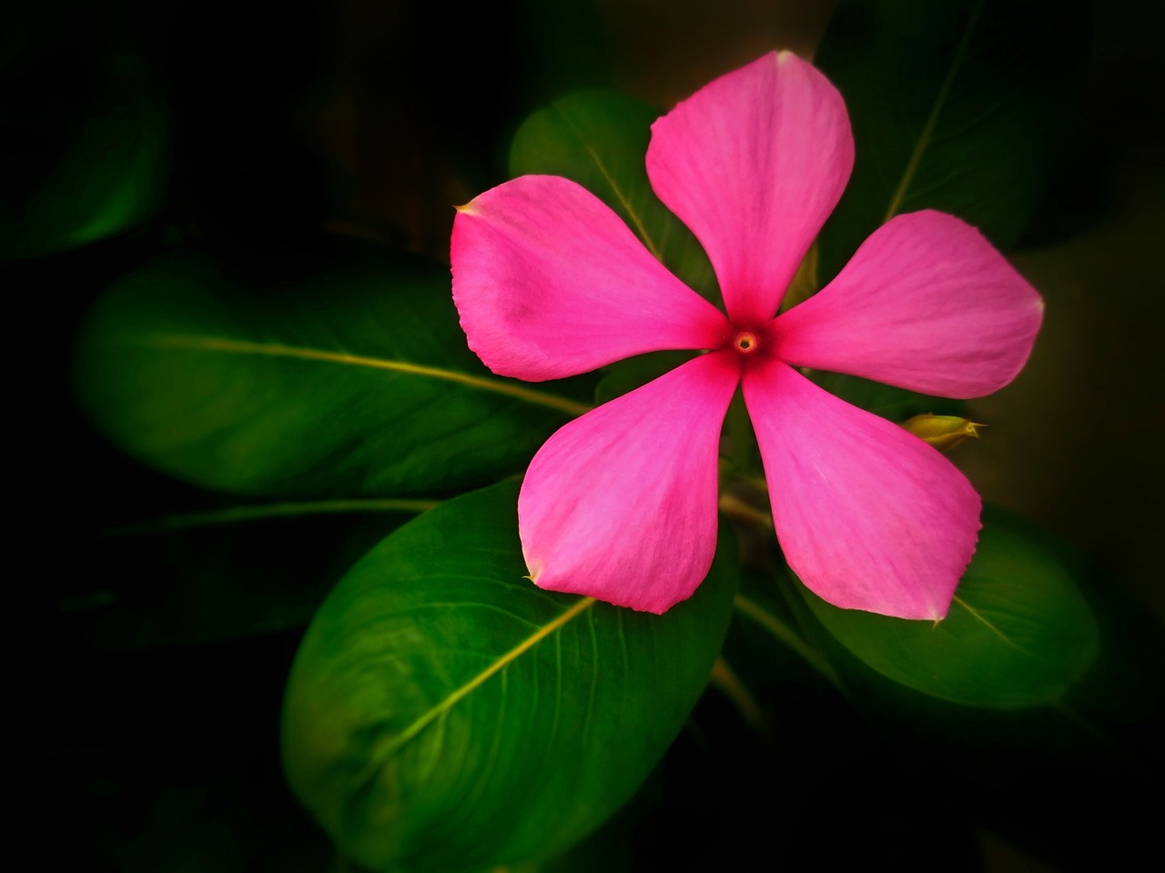 呼和浩特花卉市场视频介绍，莲蓬与水生草本花卉的魅力网络做单是合法的吗  第1张